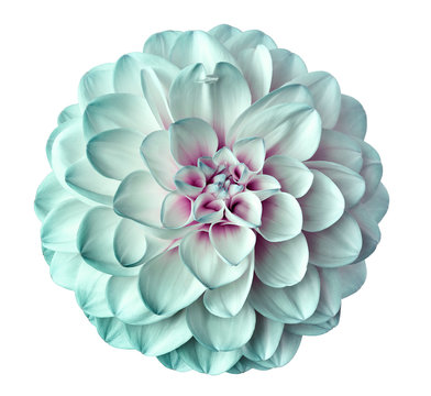white-turquoise  flower dahlia  on a white  background isolated  with clipping path. Closeup.  for design. Dahlia.