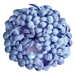 blue chrysanthemum on a white isolated background with clipping path. For design. Close-up. Nature