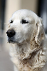 Portrait closeup of an purebred old golden retriever canine