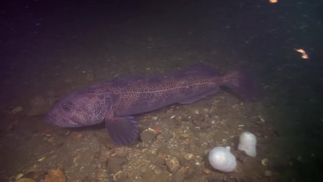 Large Ling Cod in the Emerald Sea