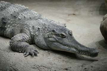 alligator