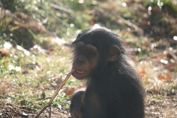 little chimp