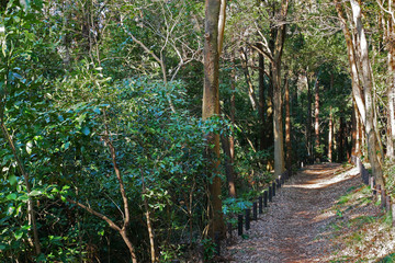 森　登山道