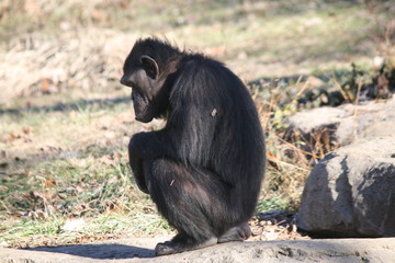lonely chimp