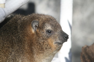 hyrax