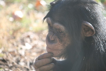 thoughtful chimp
