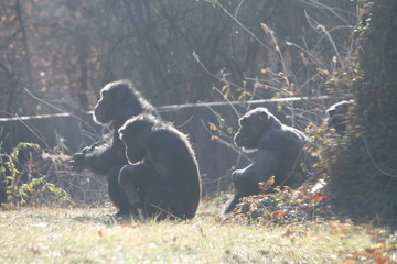 chimp family