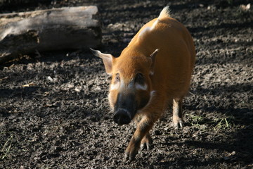 wild pig