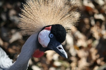 colorful crane bird