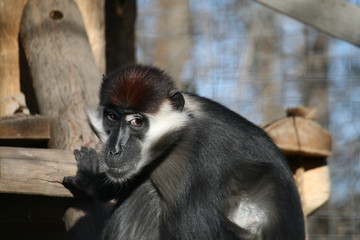 Gibbon Monkey