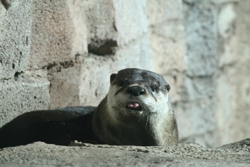 cute otter