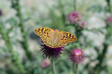 Nymphalidae / Bahadır / / Argynnis pandora