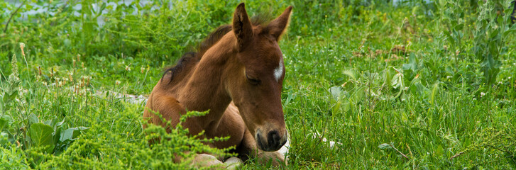Young foal with his mom in the meadow