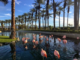 A flock of flamingos hanging out in a luxurious fountain at a fancy golf and resort in Palm Springs, California, United States
