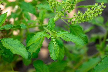 Lamiaceae flower is an herb known as blade lamiaceae in the Thai language  are commonly used in Thai cuisine for certain stir-fries and curries such as phat kaphrao