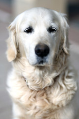 Old golden retriever pedigree dog looking against natural background