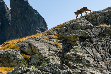 Fototapeta na wymiar Lynx climbing a rocks in mountain