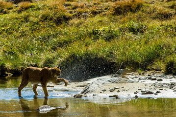 Lynx in mouintain lake