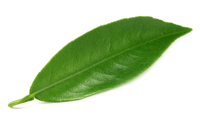 citrus leaves isolated on white background.