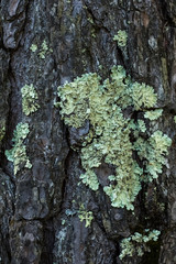 Lichen Parmelia on the bark of a tree. grows on birch