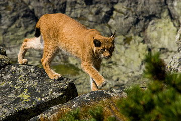 Lynx climbing a rocks in mountain