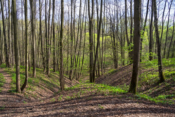 Obraz premium A small ravine in the spring forest.