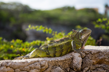 iguana
