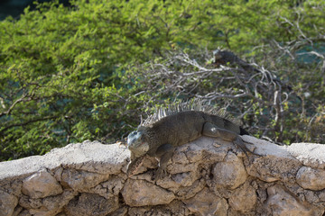 iguana