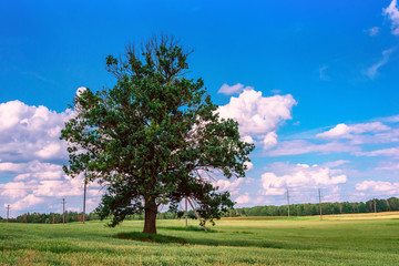 Fototapeta na wymiar Lonely tree on a green field.