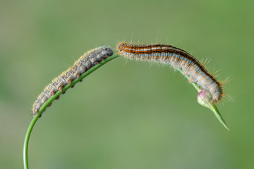 caterpillar on leaf