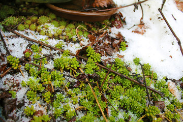 Obraz premium Green plant with snow