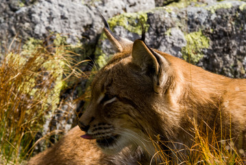 Lynx climbing a rocks in mountain