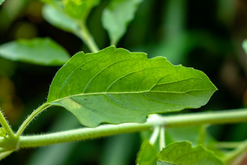 Lamiaceae flower is an herb known as blade lamiaceae in the Thai language  are commonly used in Thai cuisine for certain stir-fries and curries such as phat kaphrao