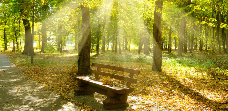 Autumn park with paths and bench. The sun rays illuminate Yellow leaves of trees. Wide photo