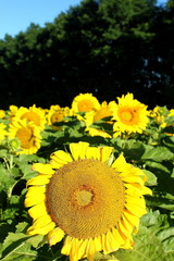 Obraz premium field of sunflowers, sunflowers, plant, flowers,flower blossom