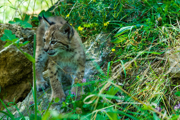 Young lynx