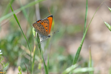 Lycaenidae / Küçük Ateş / / Lycaena thersamon
