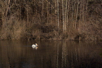 Single Pelican Swimming in Bare Trees Reflections