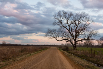 Fototapeta na wymiar Twilight Colors and Large Bare Tree by Country Road