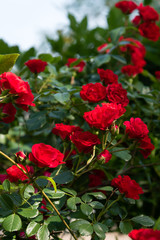 Closeup Climbing Red Roses on Sunny Day
