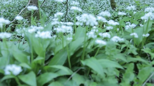 Stream near Cromford, Matlock, Derbyshire, England, UK, Europe