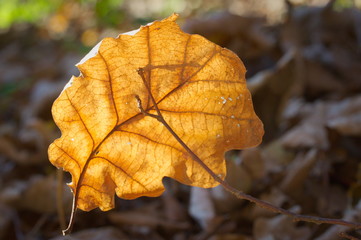 Close up of autumn leafe