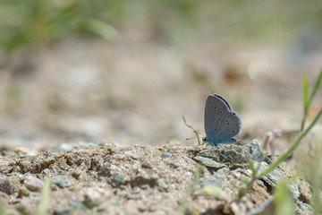 Lycaenidae / Mavi Osiris / / Cupido osiris