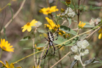 Macro Large Garden Spider Among Wildflowers