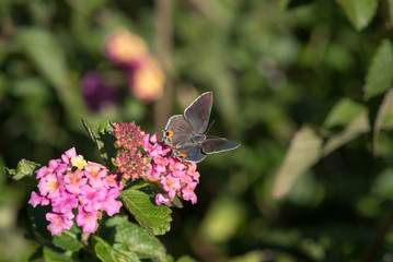 Macro Tiny Hairstreak Butterfly on Lantana Blooms