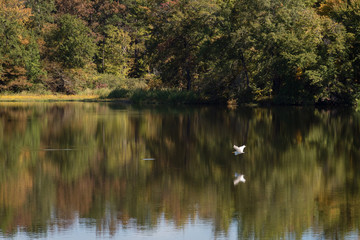 White Egret Flying Among Green Reflections
