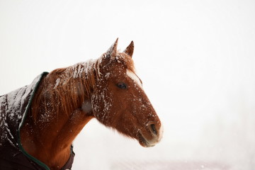 Im Schneesturm. Braunes Pferd mit Decke steht im Schneesturm. Detail