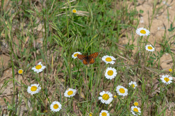 İparhan / Melitaea cinxia /  