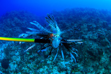 An invasive lionfish has been shot with a Hawaiian sling spear. Scuba divers are encouraged to...
