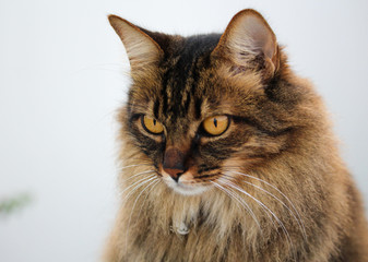 cat on white background